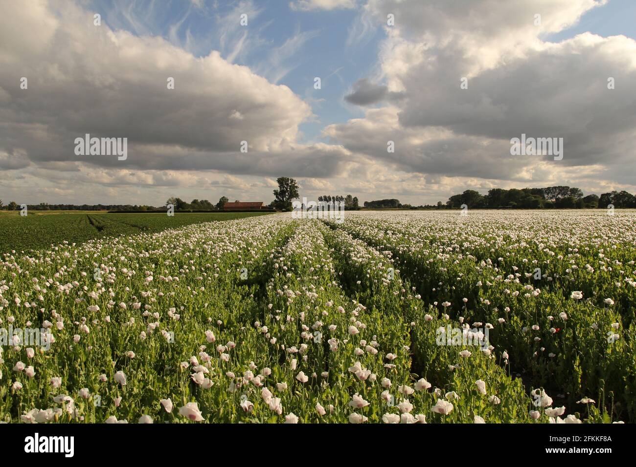 a field with white papaver poppy flowers and a blue sky with big white