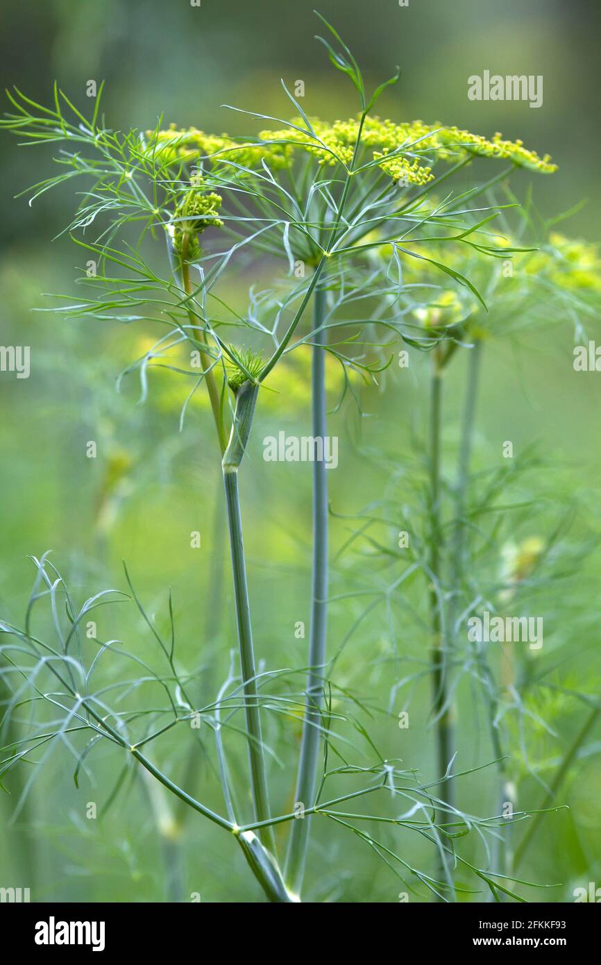 dill flowers in the garden on blurred background, closeup Stock Photo