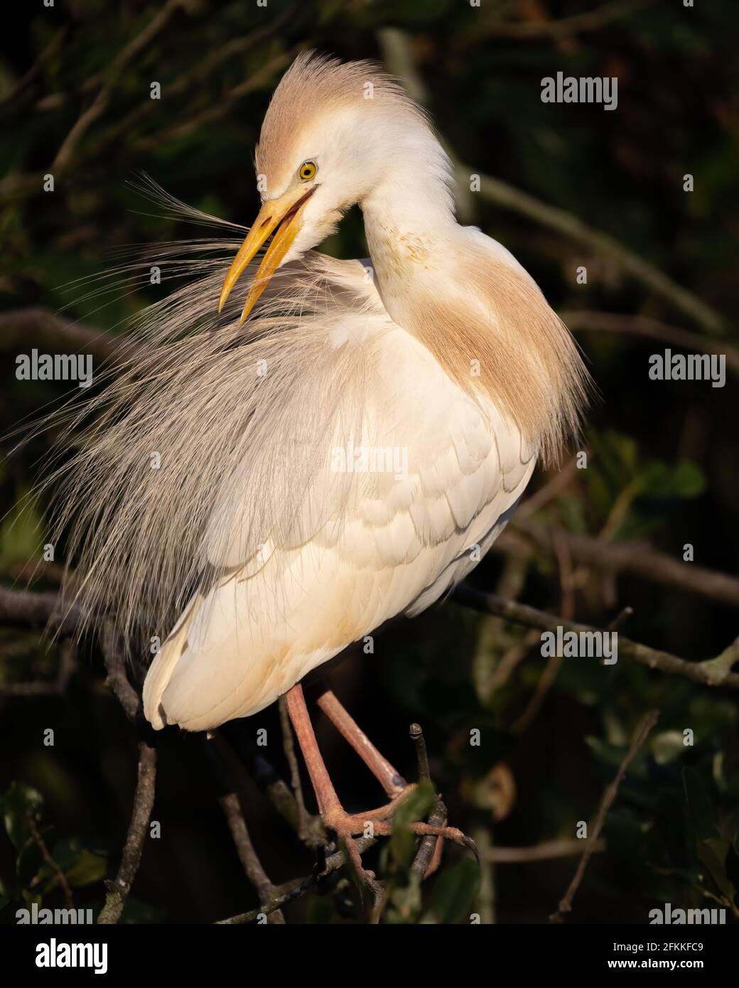 Female egret female hi-res stock photography and images - Alamy