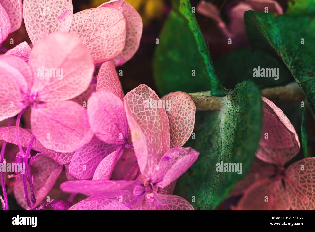 Dry flowers colorful background hi-res stock photography and images - Alamy