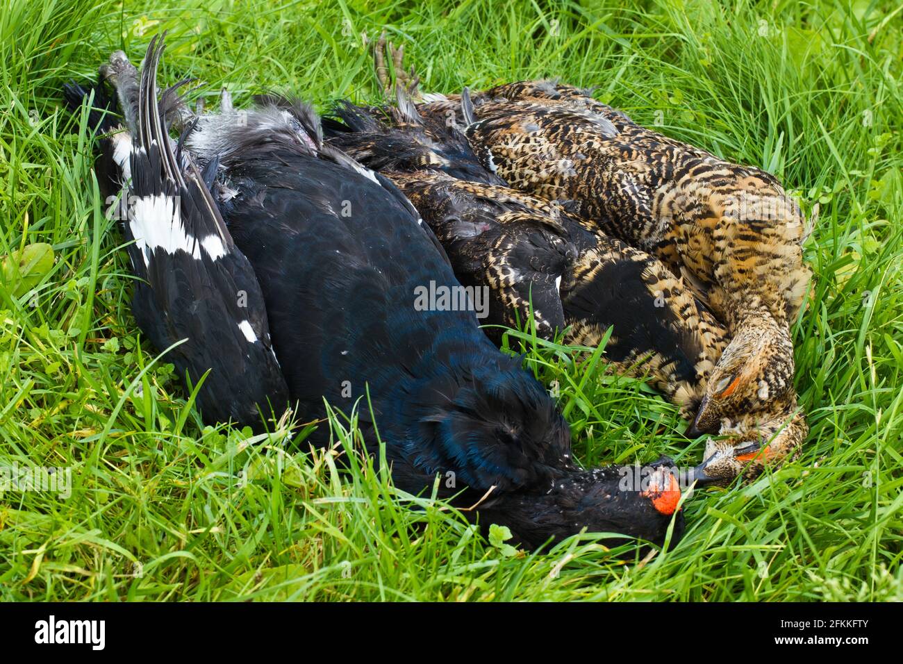 hunting trophies (three downed grouse) lie on the green grass Stock Photo