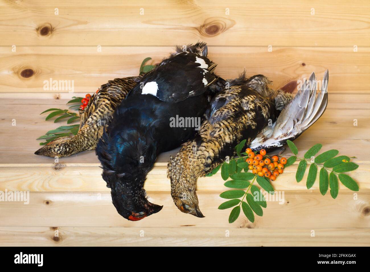 hunting trophies (downed blackcocks) lie on a wooden table with Rowan berries Stock Photo