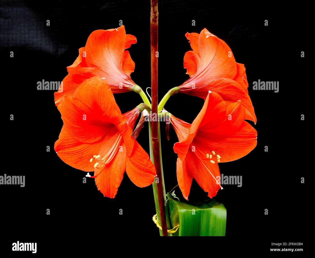 Bright red amaryllis, also known as Barbados Lily, on a black background -02 Stock Photo