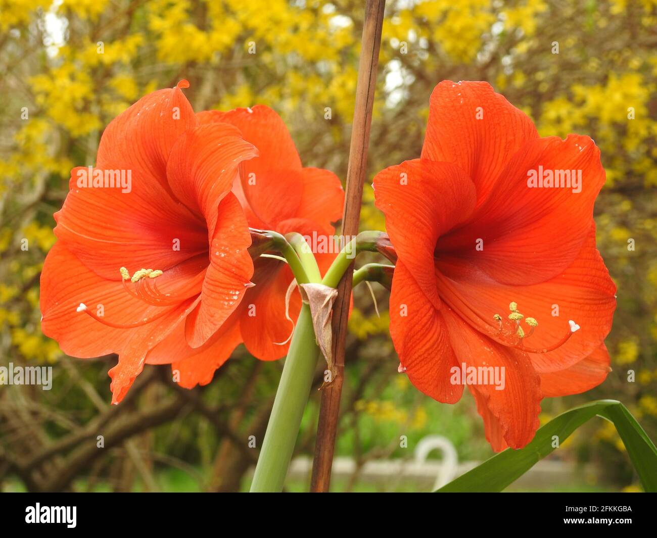 Bright red amaryllis, also known as Barbados Lily, on a blurred background -03 Stock Photo