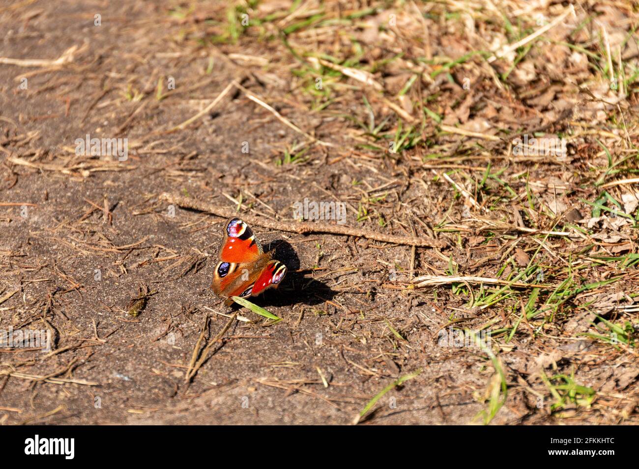 A small peacock butterfly on the ground Stock Photo - Alamy