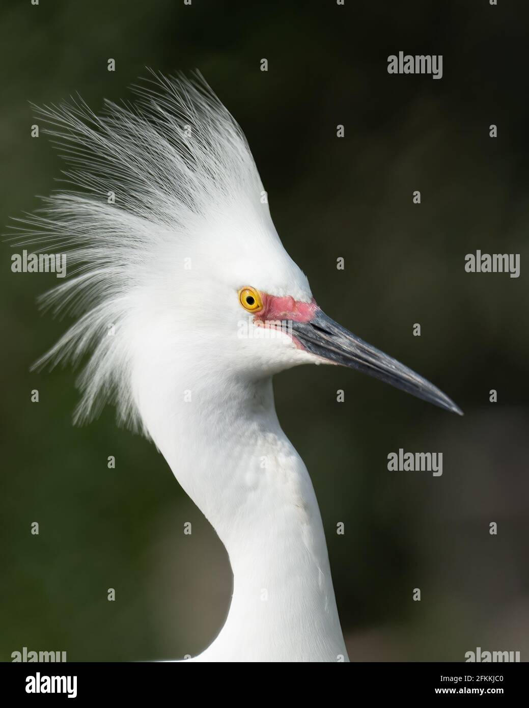 Snowy Egret Displaying Stock Photo