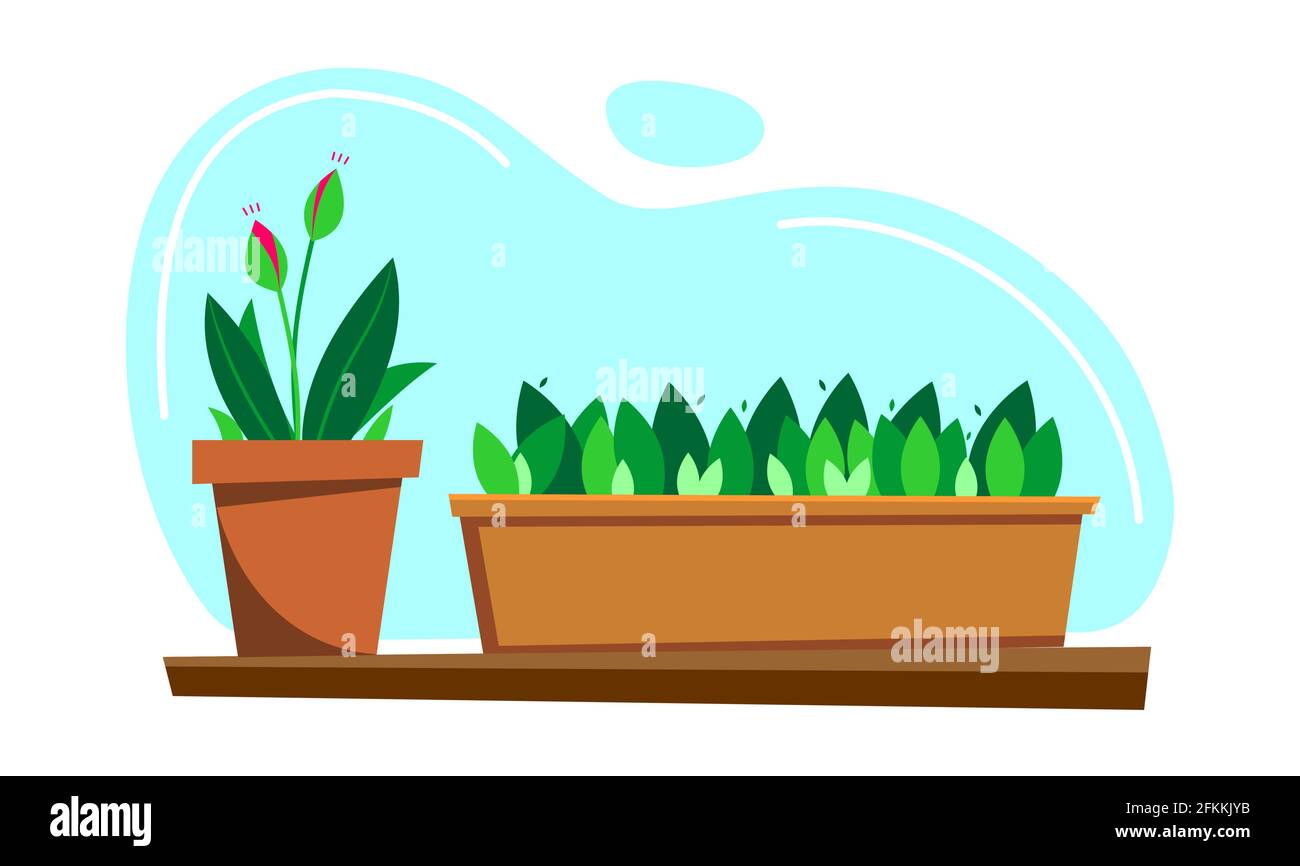 Indoor plants and flowers in pots. Blooming buds, new leaves. Young plant, seedlings. Modern flat vector image. Stock Vector