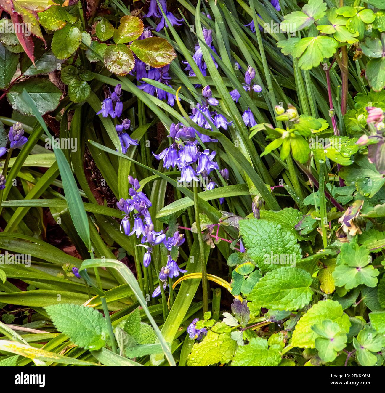 Bluebells in the garden Stock Photo