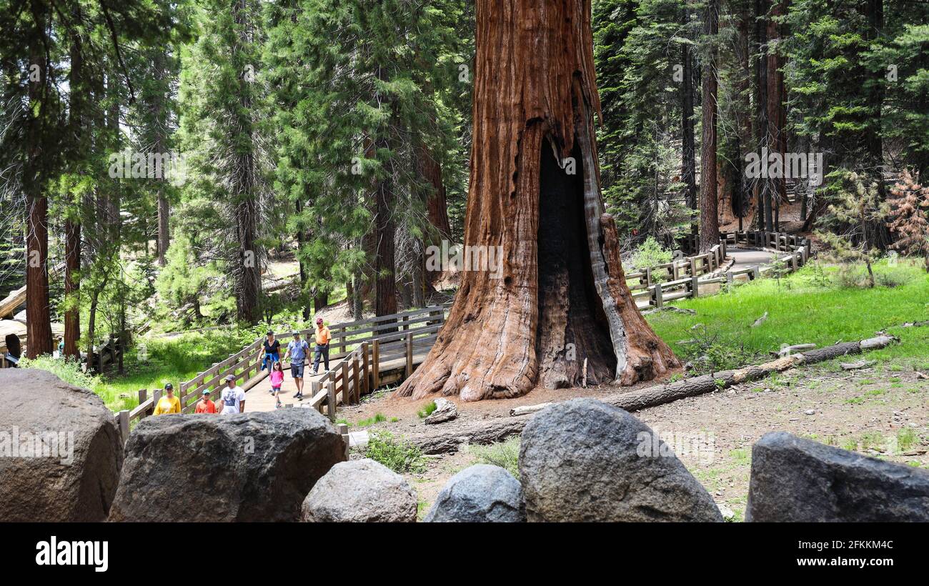 General Sherman Tree in Sequoia National Park Stock Photo