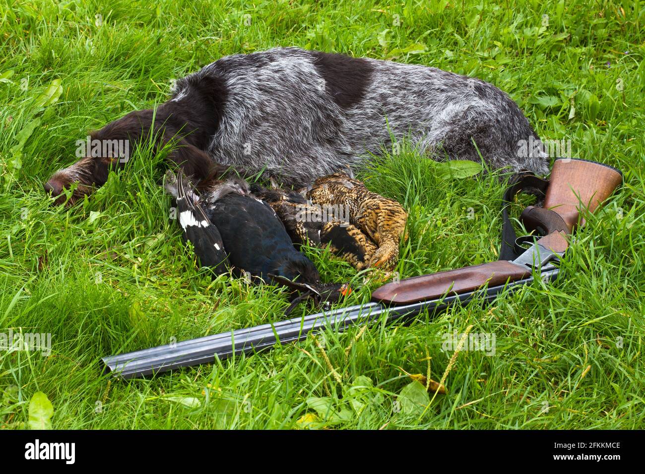 gundog, shotgun and hunting trophies (three downed grouse) lie on the green grass Stock Photo