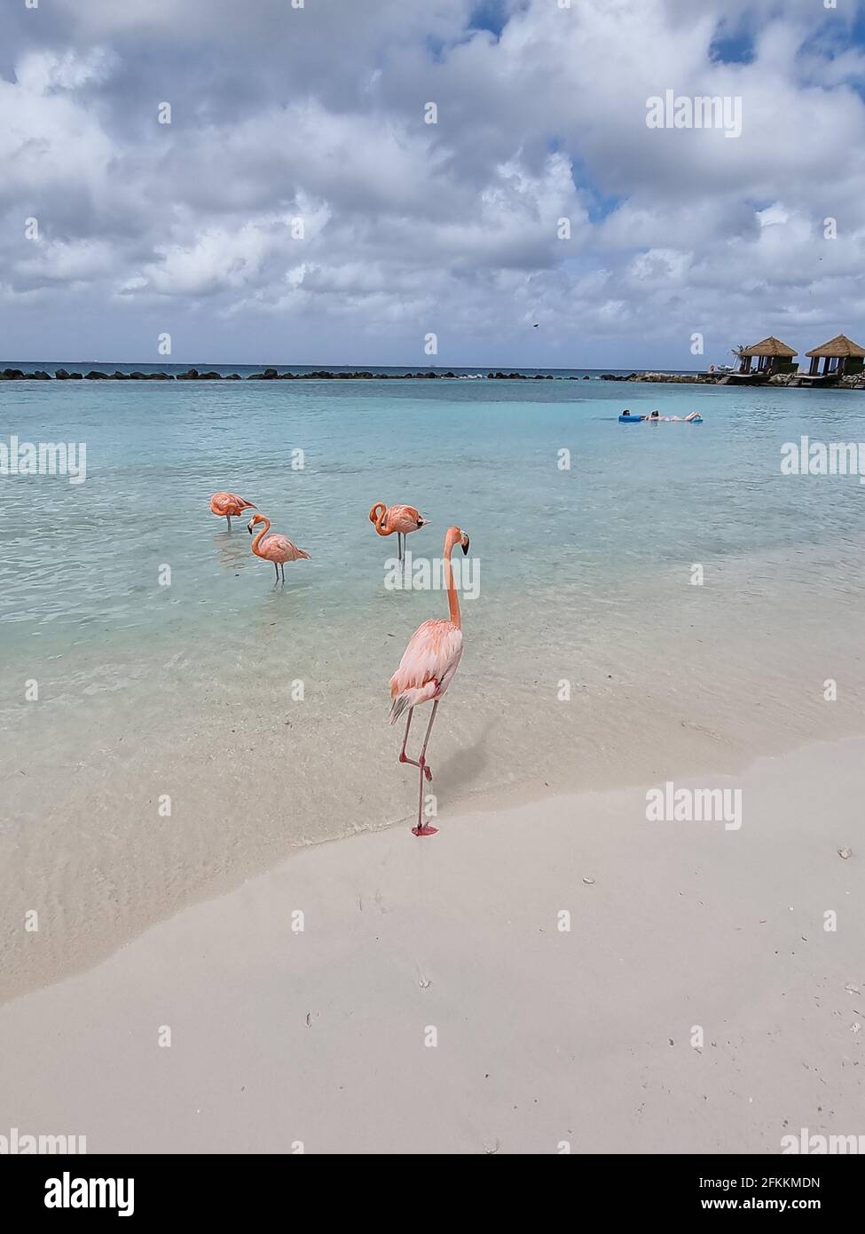 Aruba beach with pink flamingos at the beach, flamingo at the beach in ...