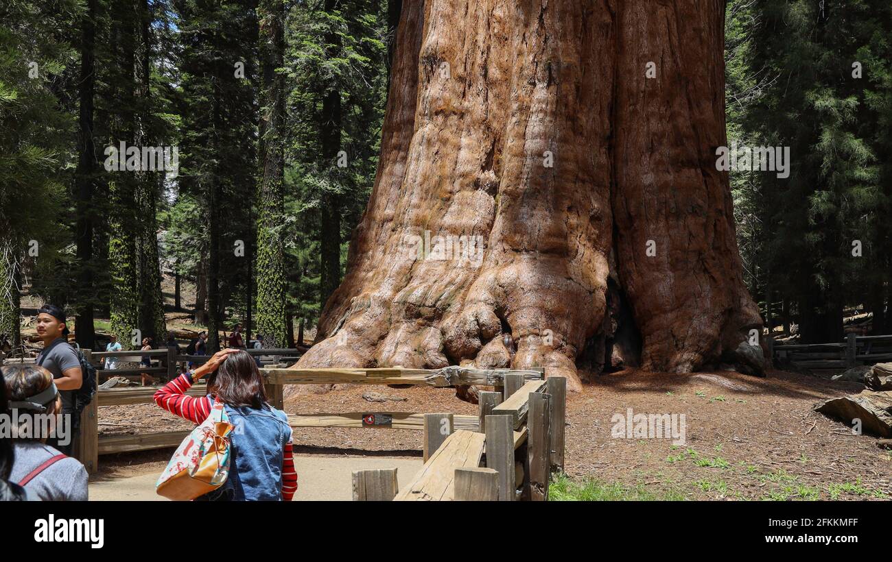 sequoia national park general sherman tree