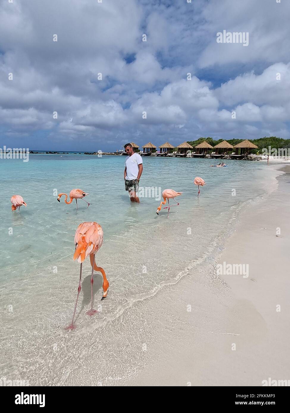 Aruba beach with pink flamingos at the beach, flamingo at the beach in ...
