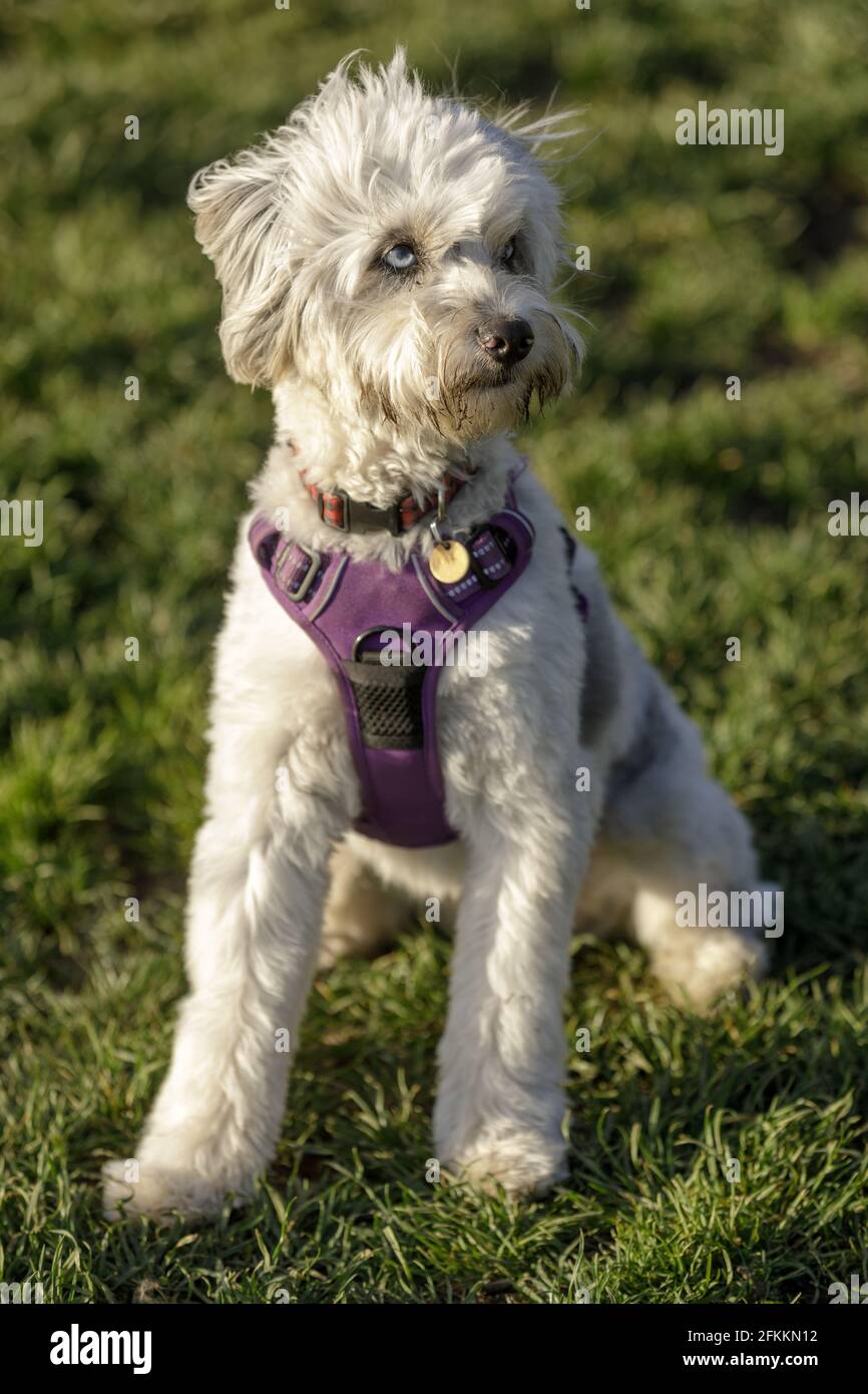 11-Month-Old Miniature Australian Shepherd Poodle Mix female puppy sitting and looking away. Off-leash dog park in Northern California. Stock Photo
