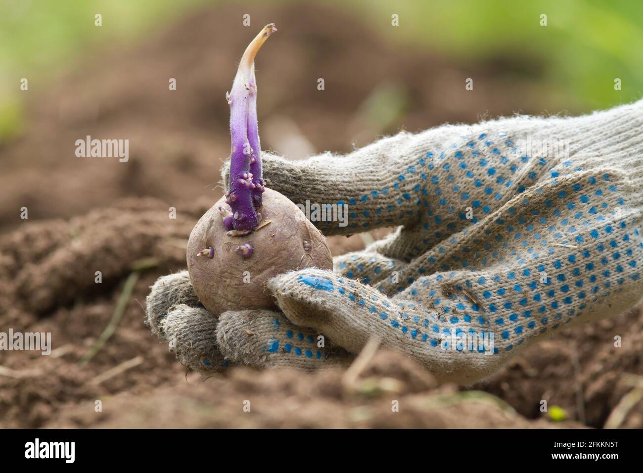 the hand of the gardener in glove is holding a potato tuber with a sprout above the bed Stock Photo