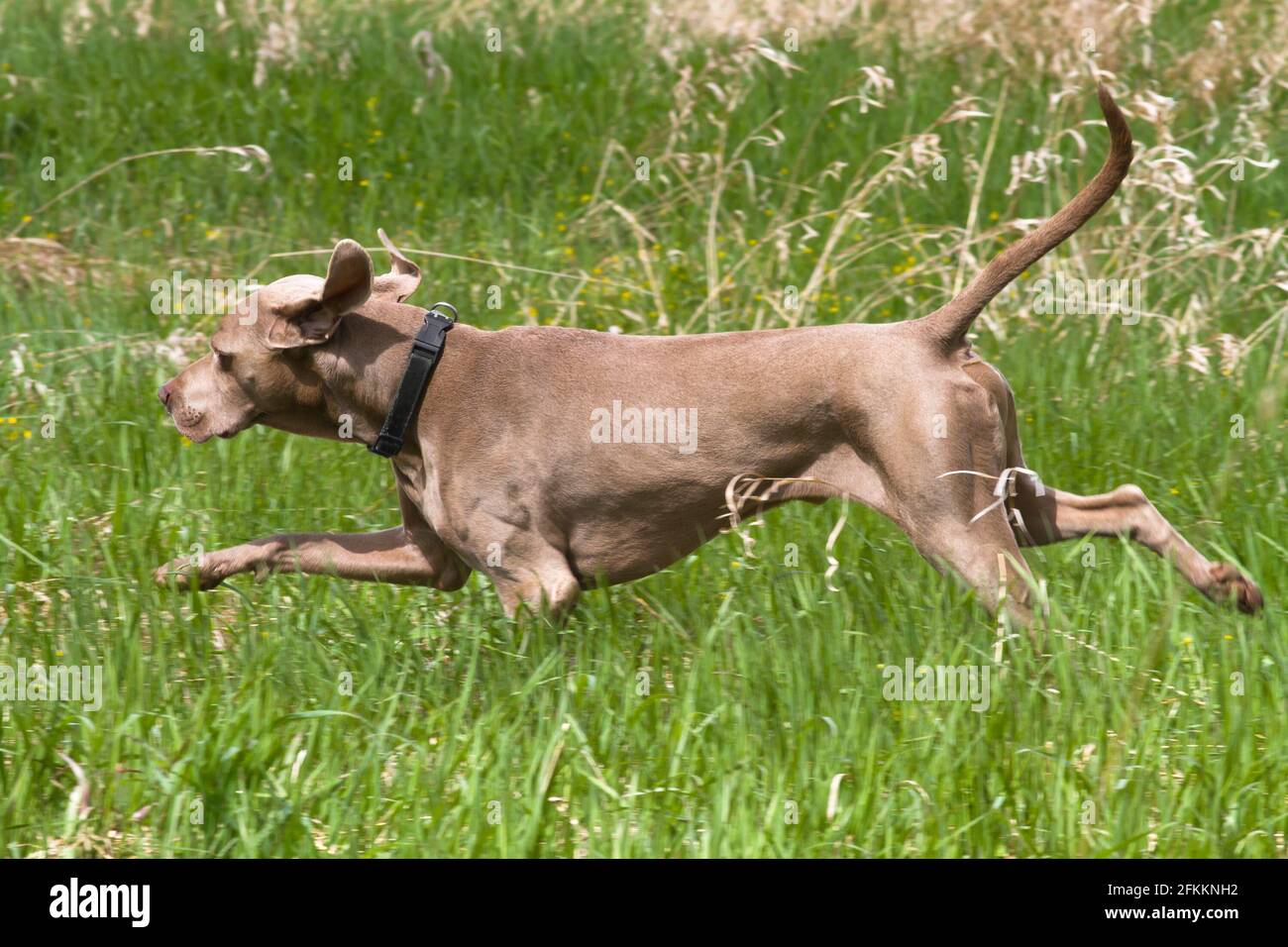 gundog (hungarian vyzhla) running through the meadow in search of game while hunting Stock Photo