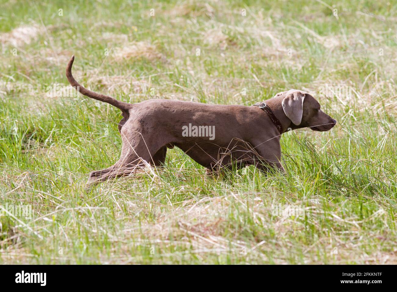 hungarian vyzhla running through the meadow in search of game while hunting Stock Photo