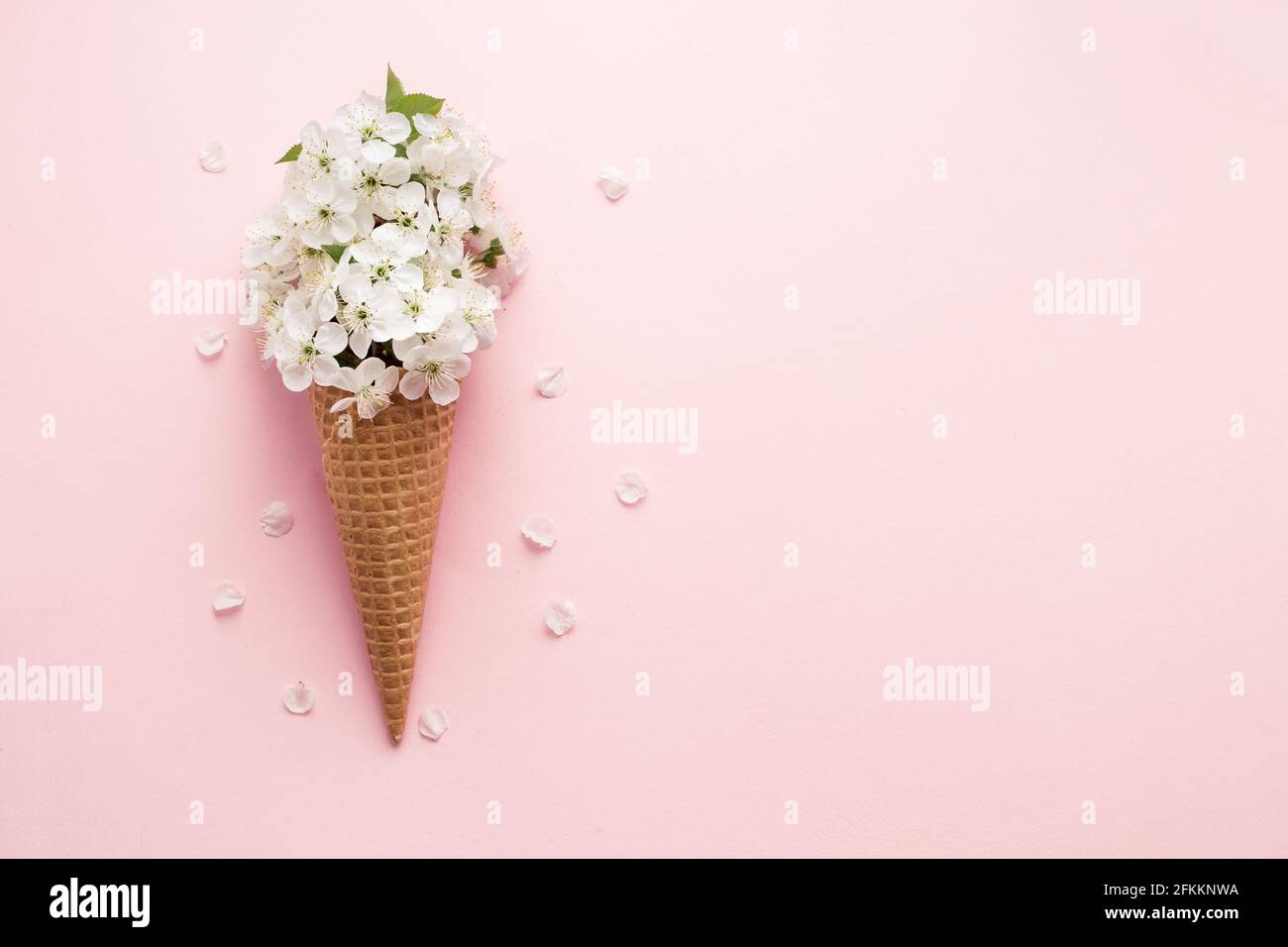 Flat-lay of waffle sweet ice cream cone with white cherry blossom flowers over pastel light pink background. Spring mood minimal concept. Top view. Co Stock Photo