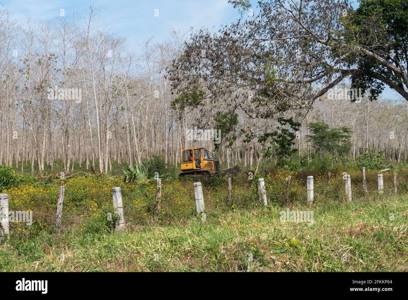 Forest plantation of tropical timber trees Stock Photo Alamy