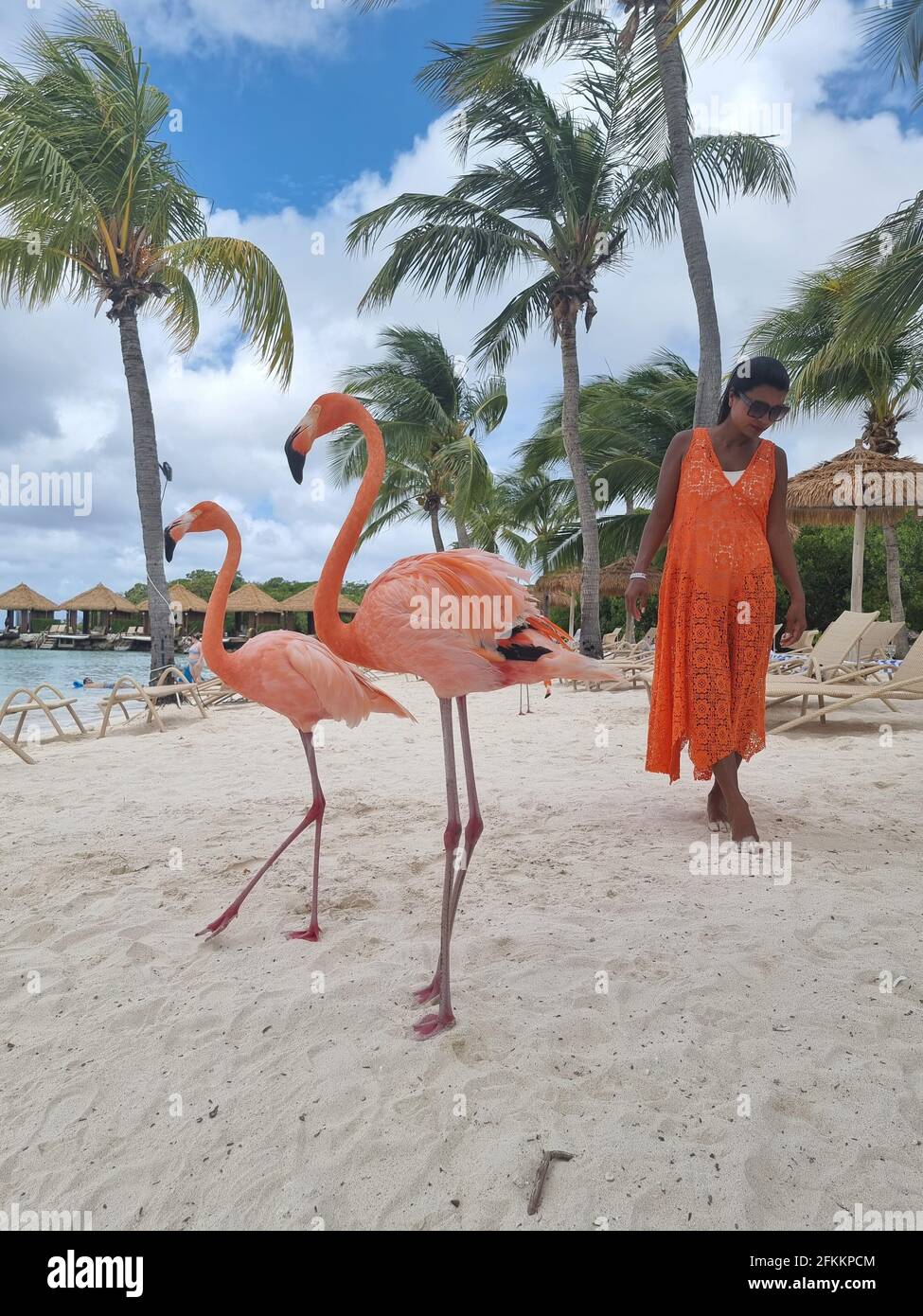 Aruba beach with pink flamingos at the beach, flamingo at the beach in ...