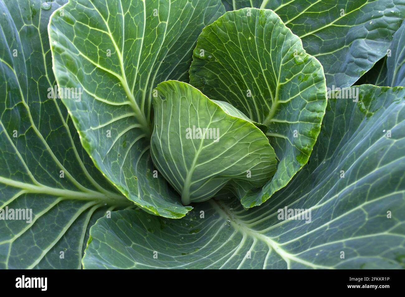 young green cabbage growing in the vegetable garden, closeup Stock Photo