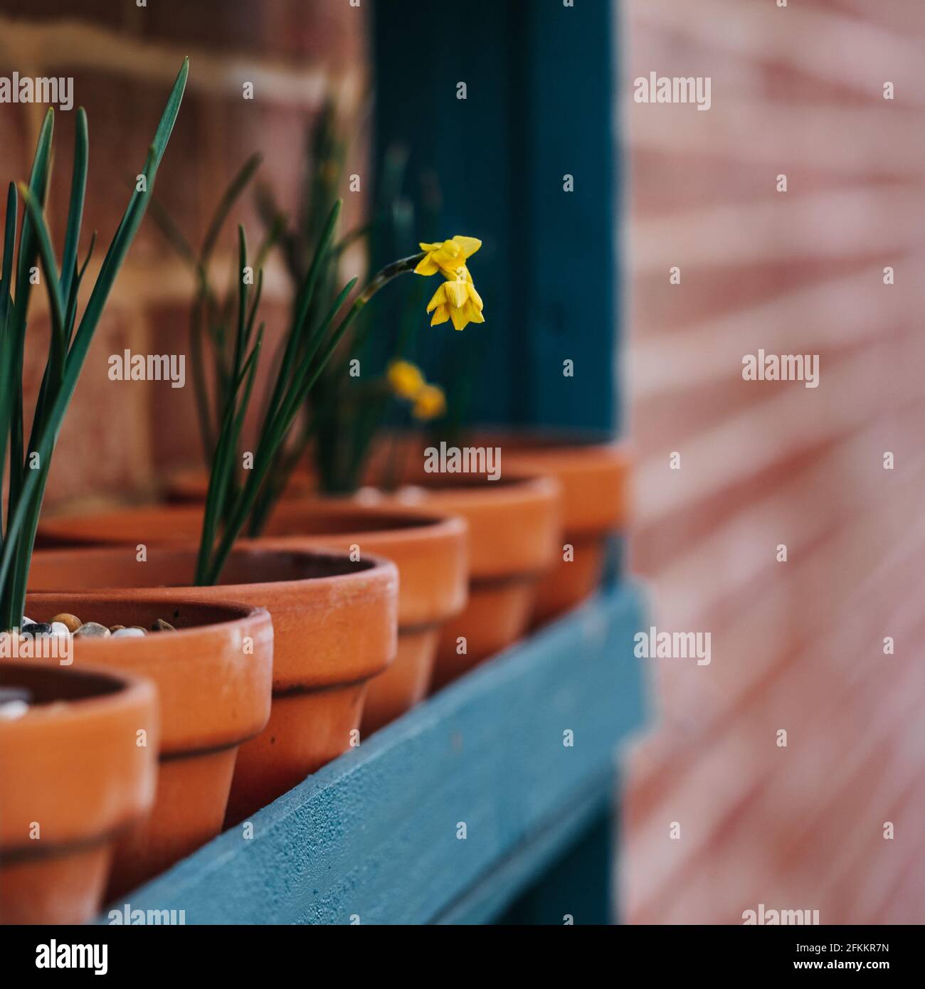 Ant looking for nectar on a narcissus 'sabrosa', a beautiful dwarf jonquil daffodil Stock Photo