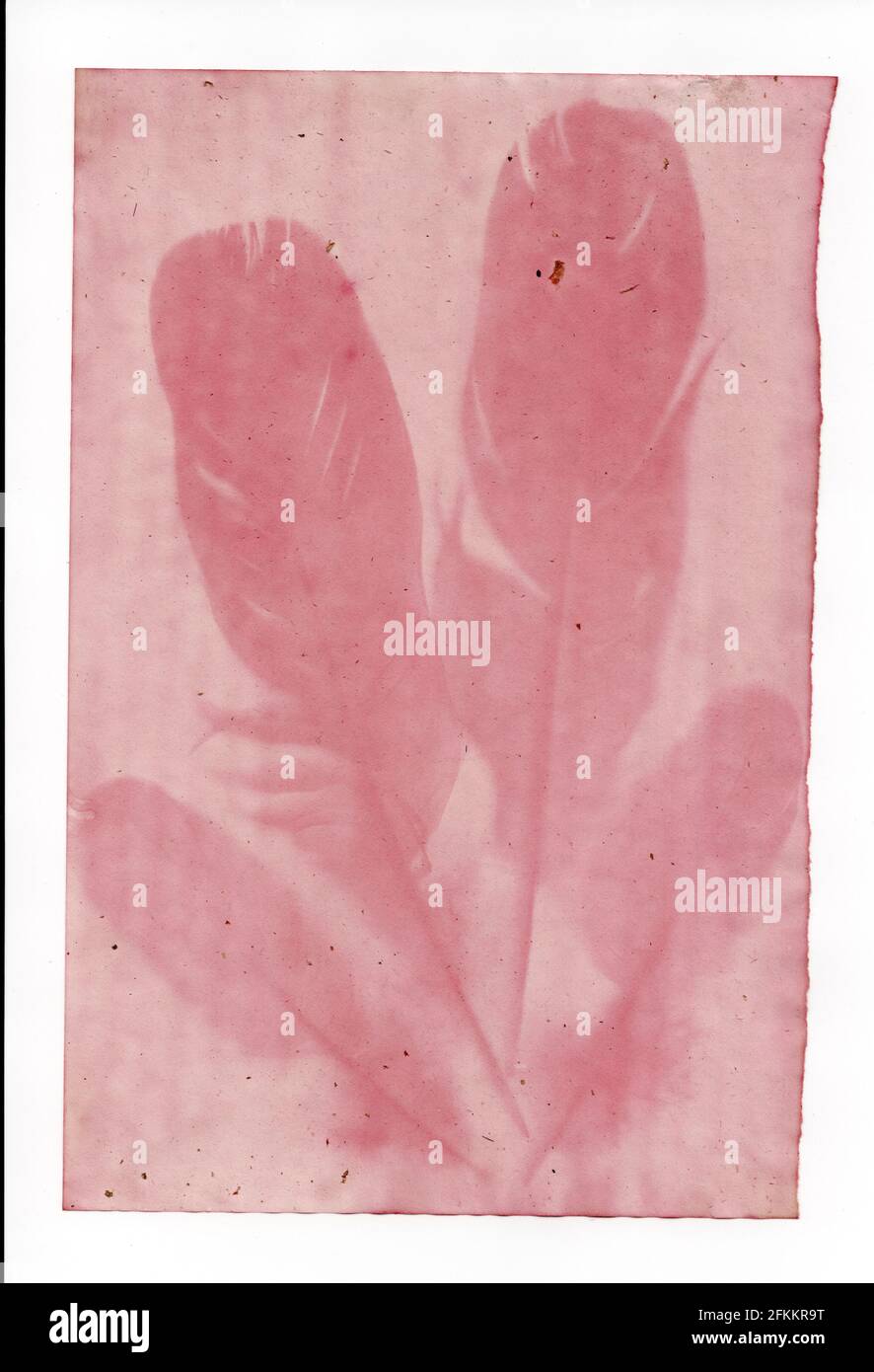 Beetroot juice anthotype sun print with feathers design Stock Photo