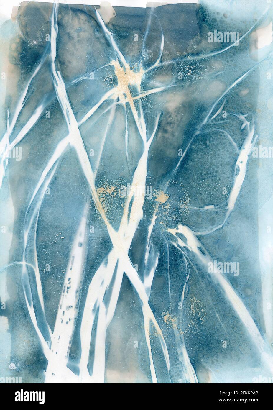 Modern cyanotype sun print images using the wet cyanotype method,  dried gladiola leaves and turmeric Stock Photo