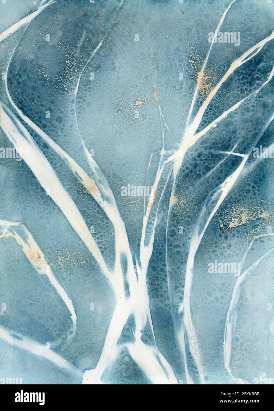Modern cyanotype sun print images using the wet cyanotype method,  dried gladiola leaves and turmeric Stock Photo