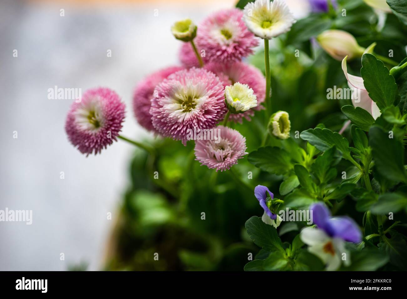 Easter floral composition with spring flowers and colored eggs Stock ...