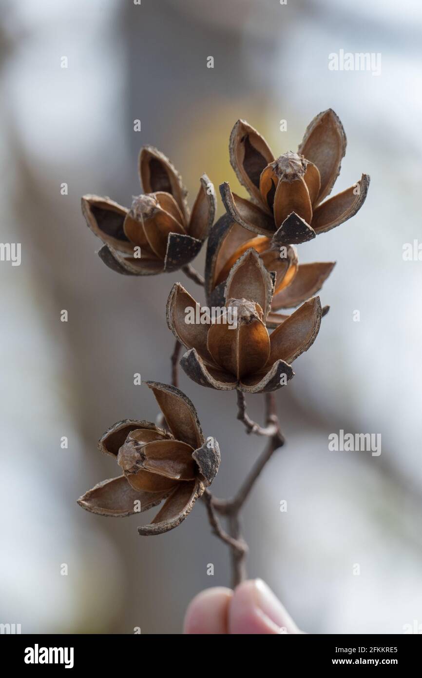 El cedro Cedrela odorata después de la caoba es la especie maderable preciosa más importante en la industria forestal de México y de uso local más imp Stock Photo