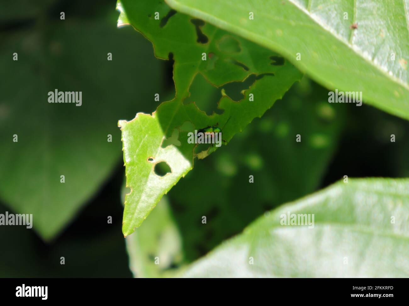 Overhead view of a metallic golden green color beetle hiding on a green leaf Stock Photo
