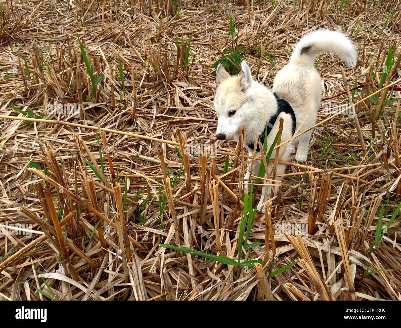 A cute American Eskimo puppy walking in a field Stock Photo