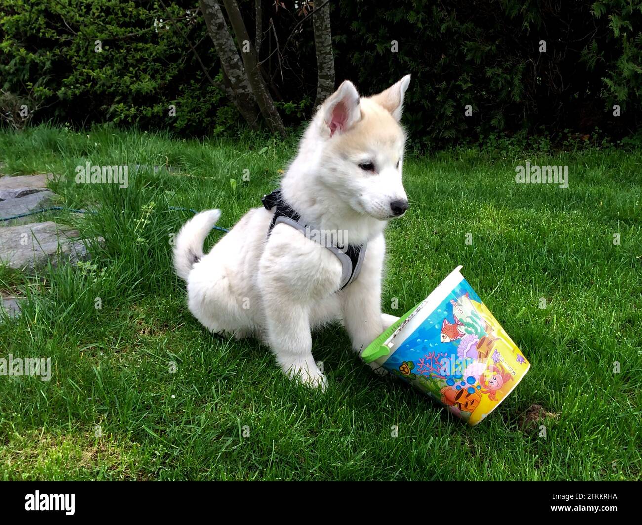 A cute American Eskimo puppy sitting on green grass Stock Photo