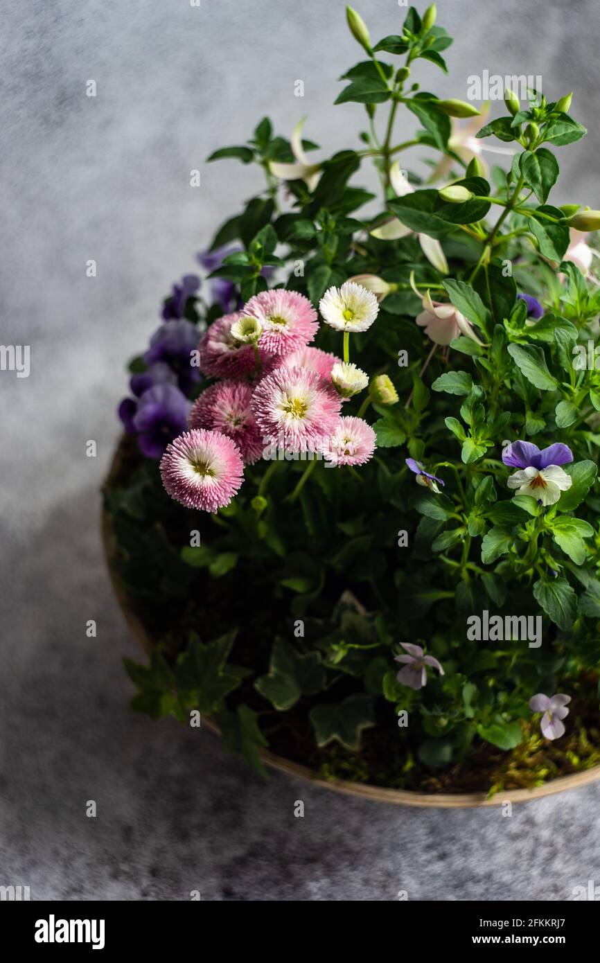 Easter floral composition with spring flowers and colored eggs Stock ...