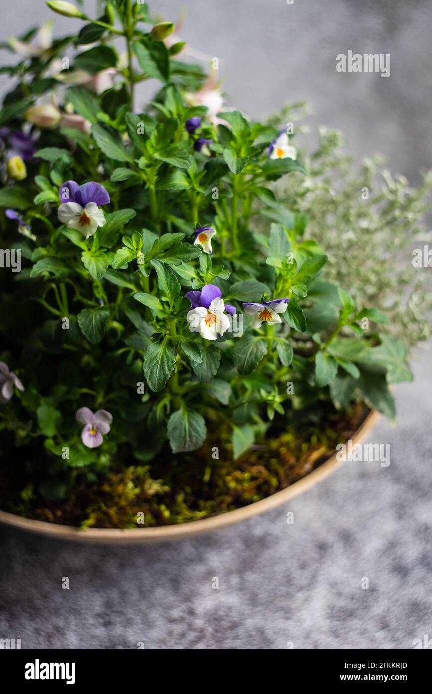 Easter floral composition with spring flowers and colored eggs Stock ...