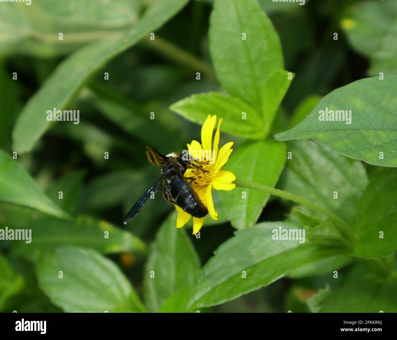 A black bumble bee collecting nectar from yellow flower Stock Photo
