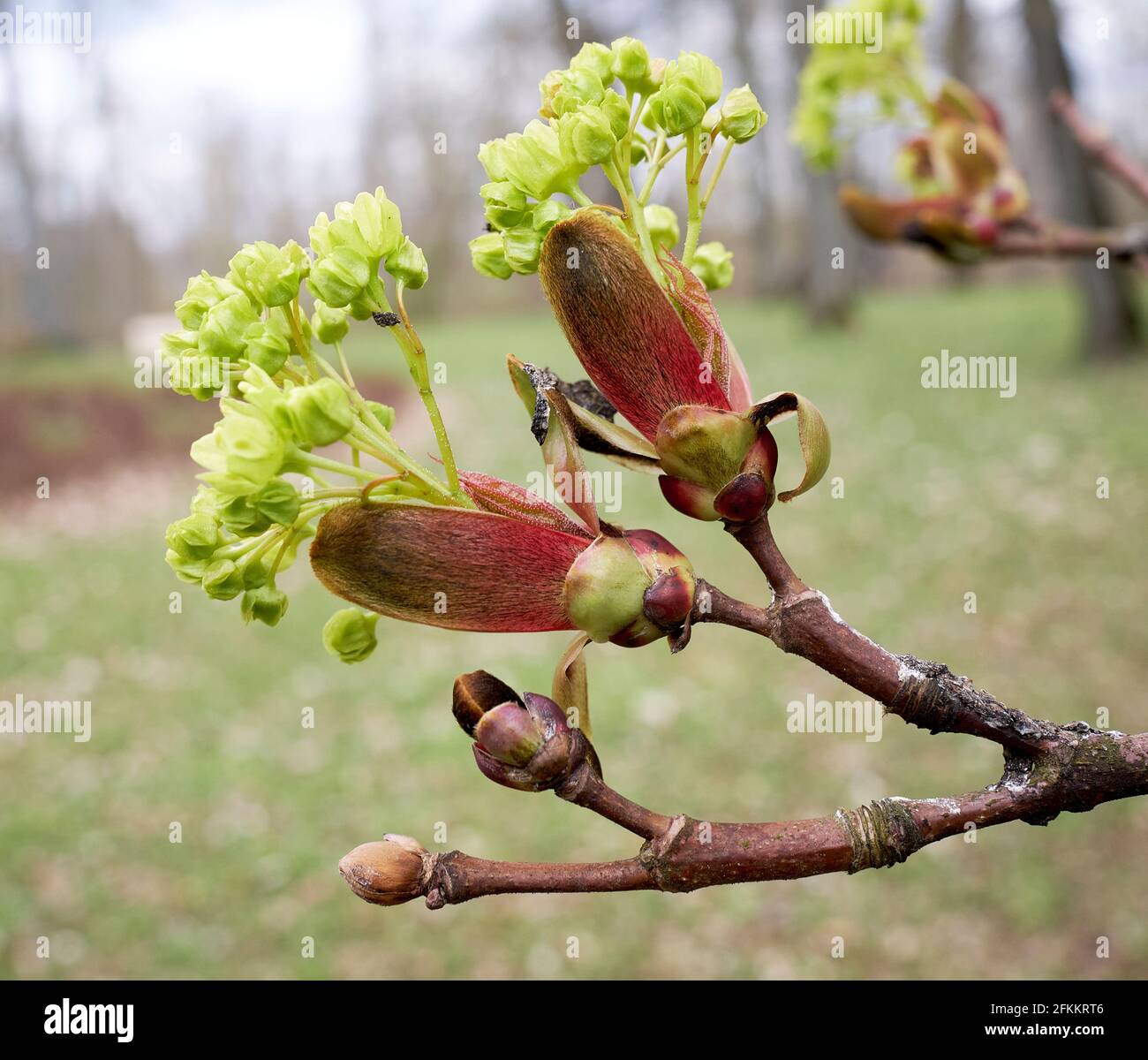 Acer foliage in springtime bloom Stock Photo - Alamy