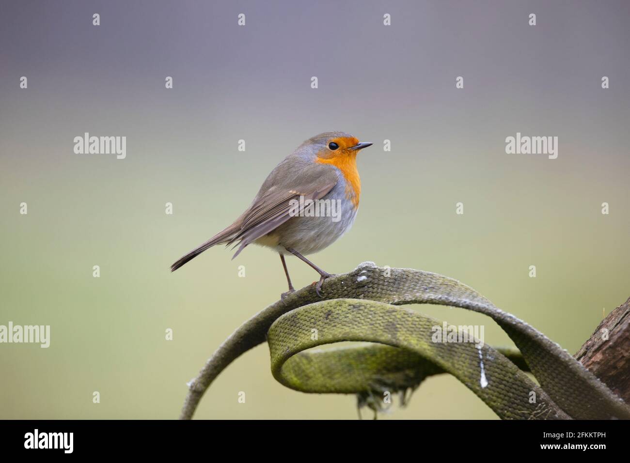 One robin hi-res stock photography and images - Alamy
