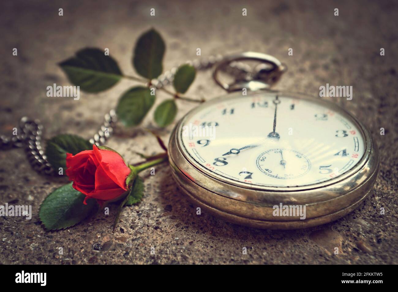 Fathers Day gift. Vintage pocket watch and red rose Stock Photo