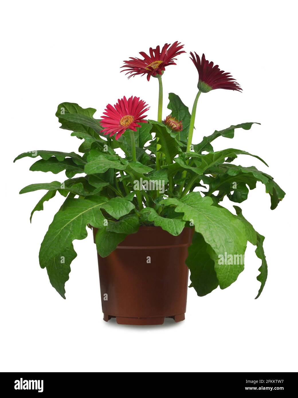 Pink gerbera daisy in pot isolated on white background Stock Photo Alamy