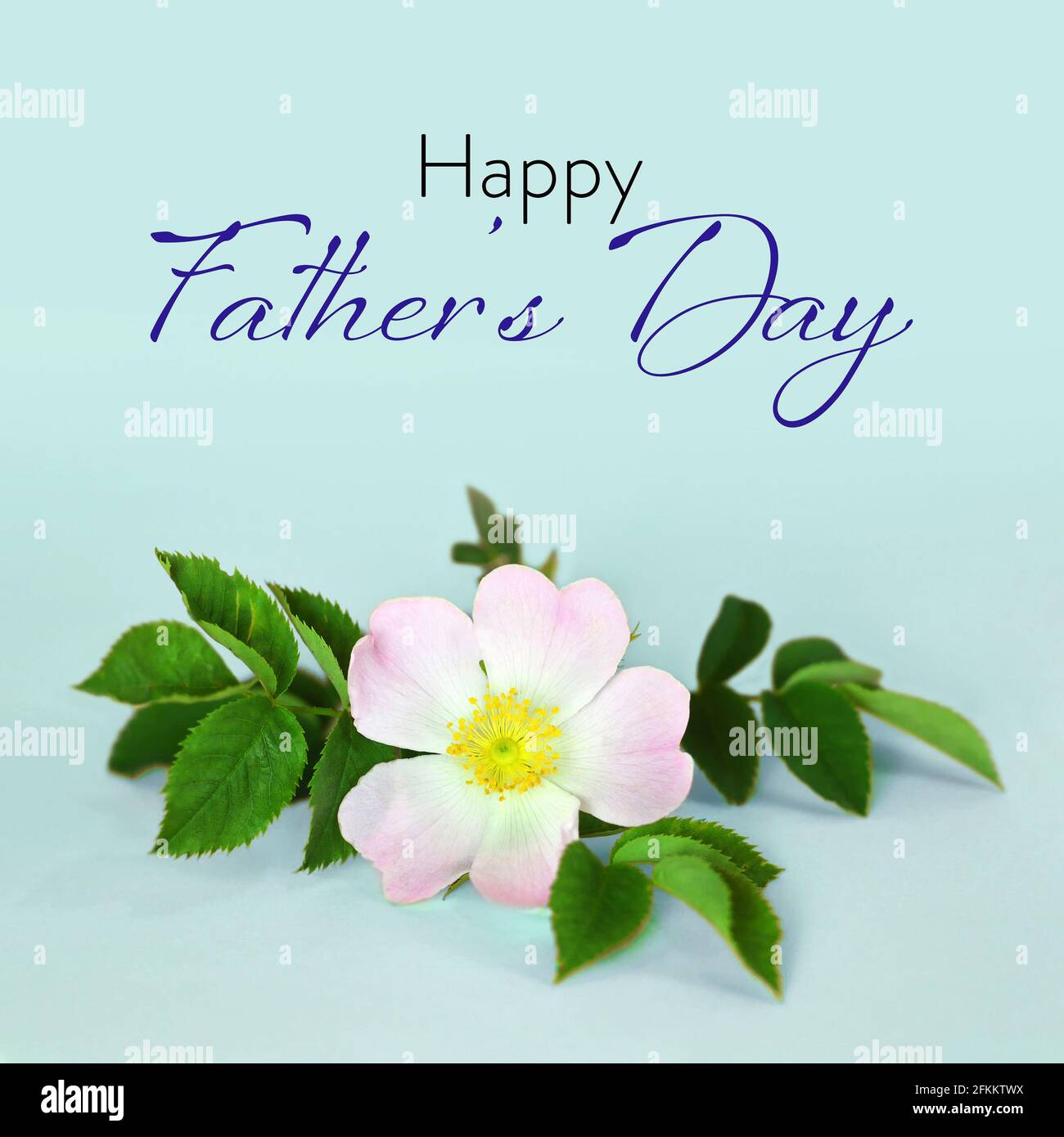 Fathers Day card with dog rose flower on blue background Stock Photo