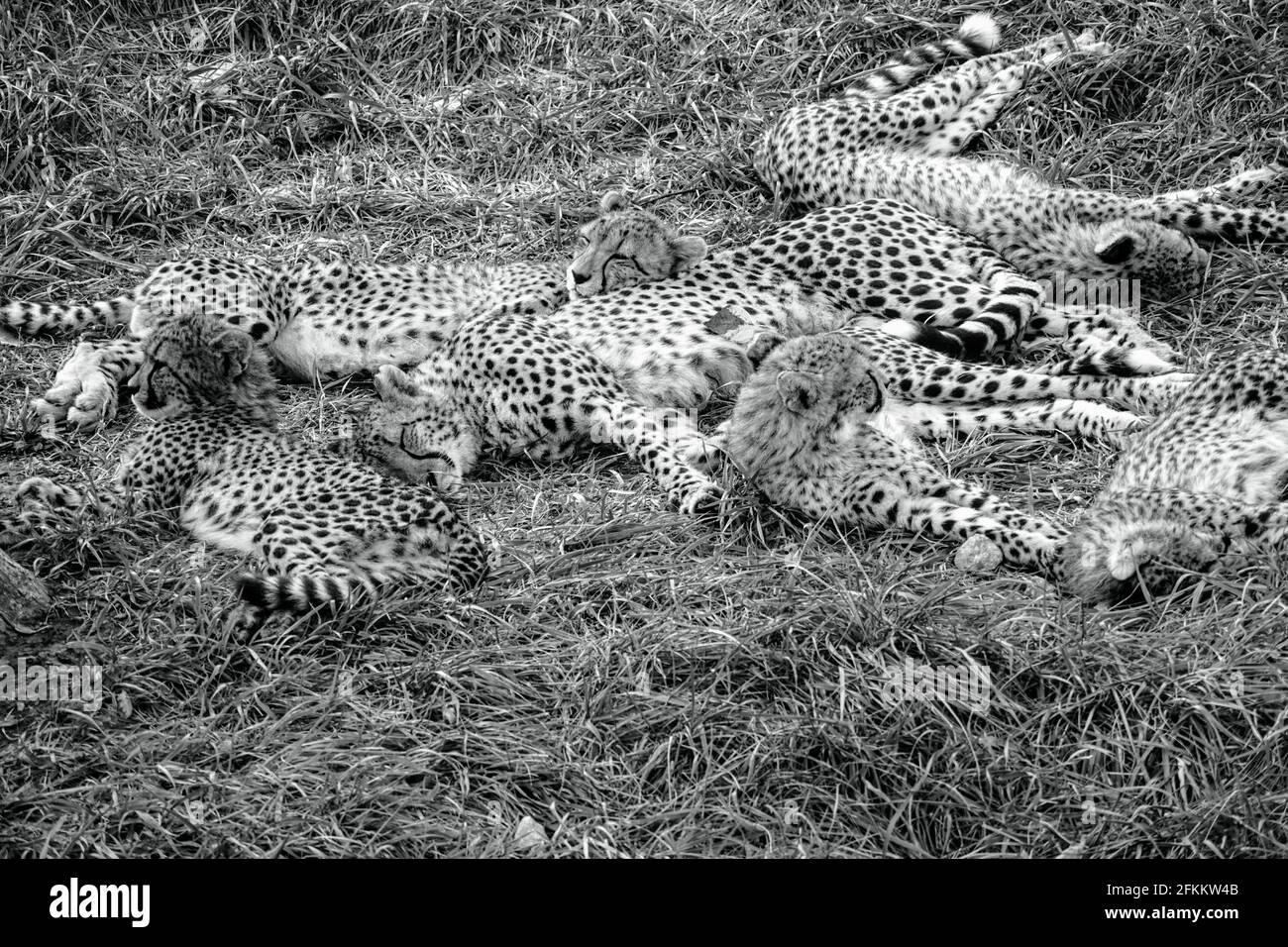 Leopards group hires stock photography and images Alamy