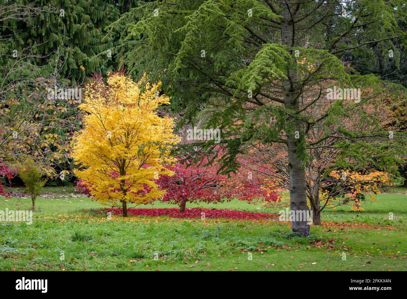 Colourful trees in an English country garden during autumn Stock Photo