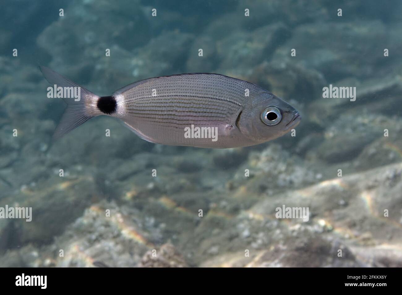 Saddled Seabream oblada Melanura In Mediterranean Sea Stock Photo Alamy saddled-seabream-oblada-melanura-in-mediterranean-sea-stock-photo-alamy