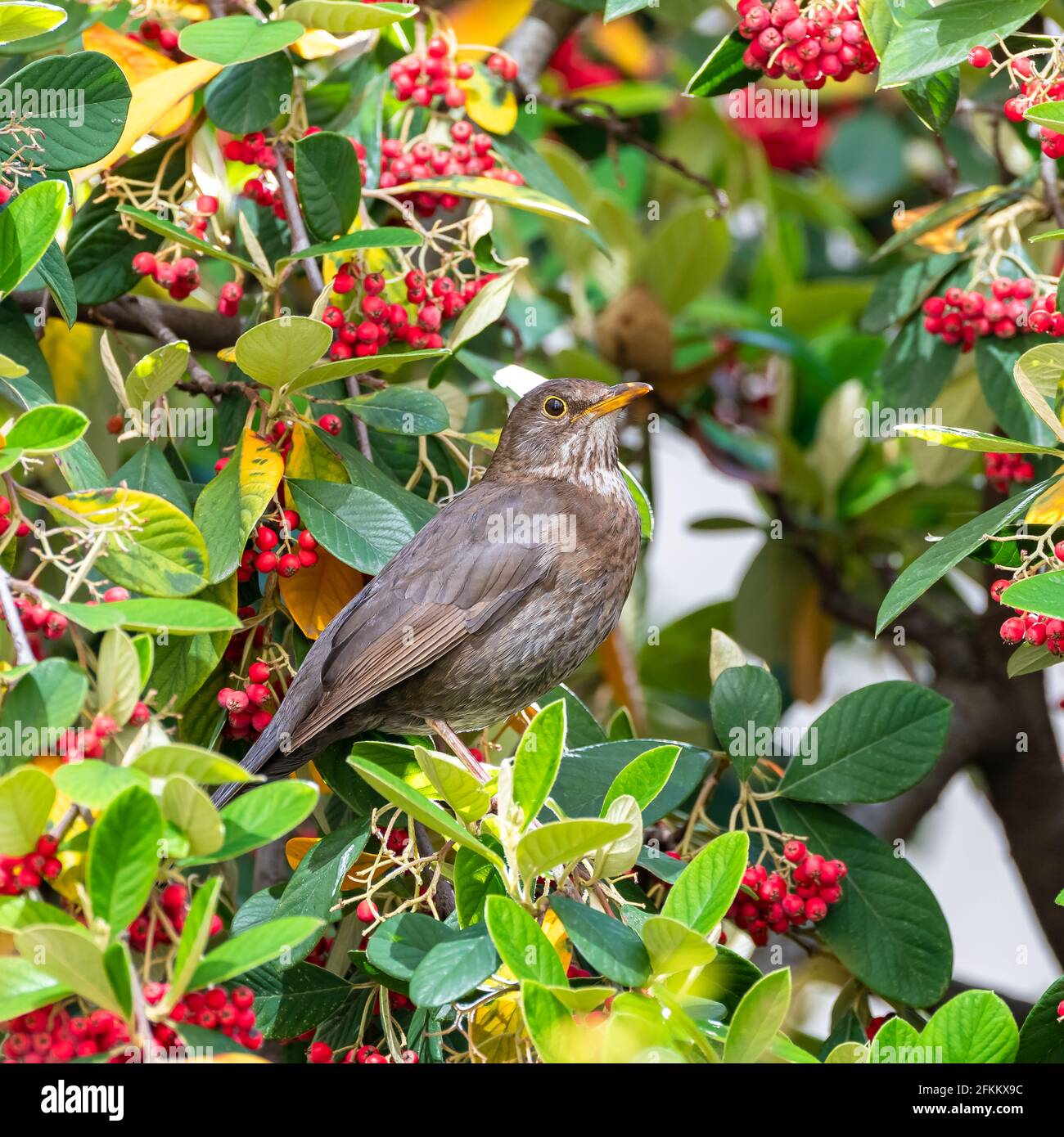 Common blackbird, Turdus merula, female, eating red seeds in a tree Stock Photo