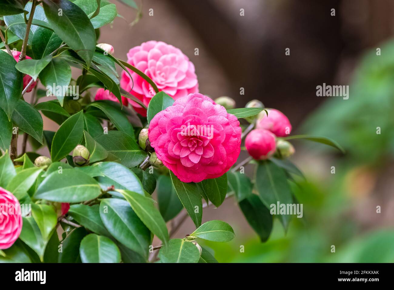Closeup of pastel pink camellia flowers blooming in the garden Stock Photo