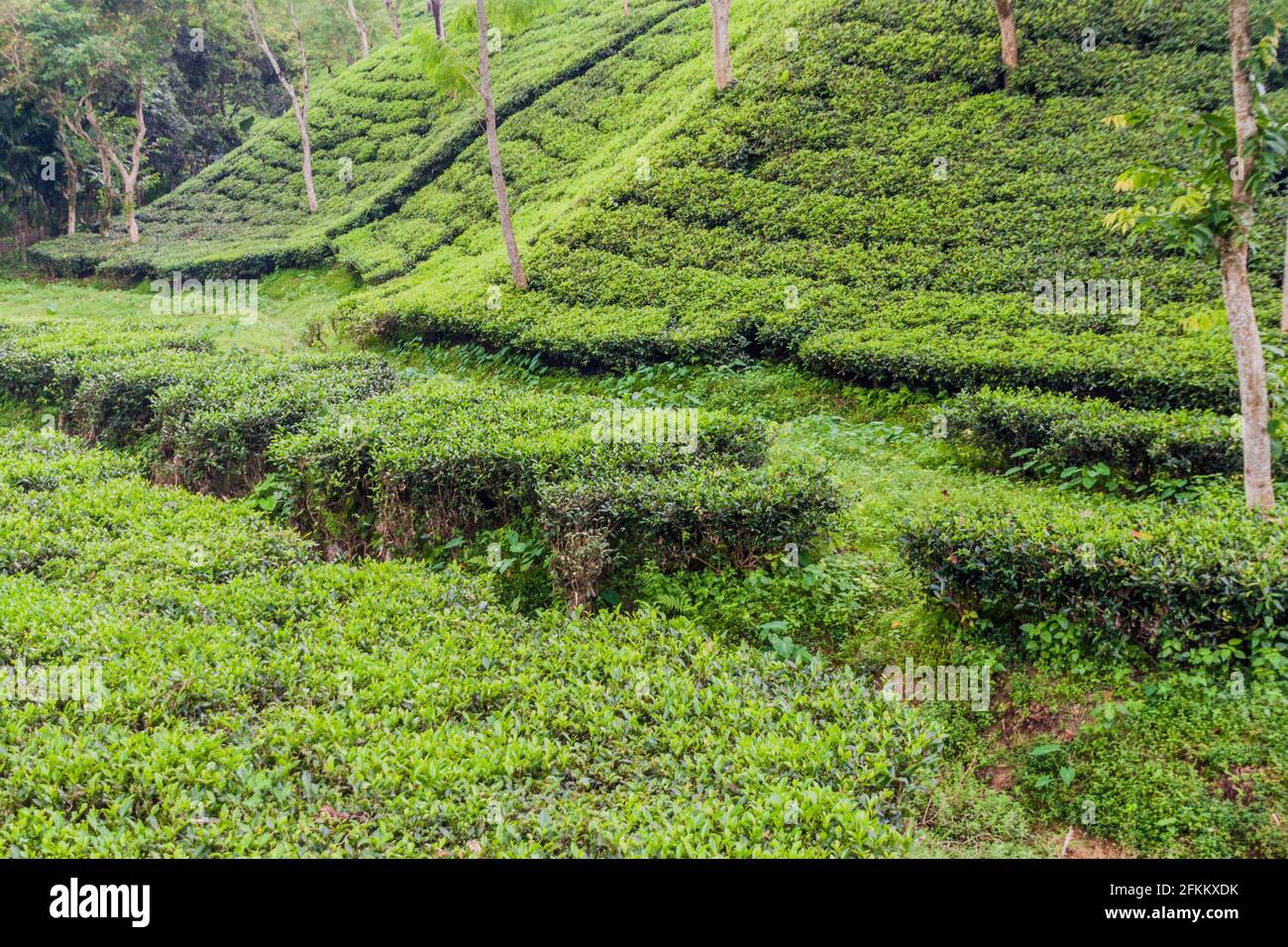 Tea gardens near Srimangal, Bangladesh Stock Photo