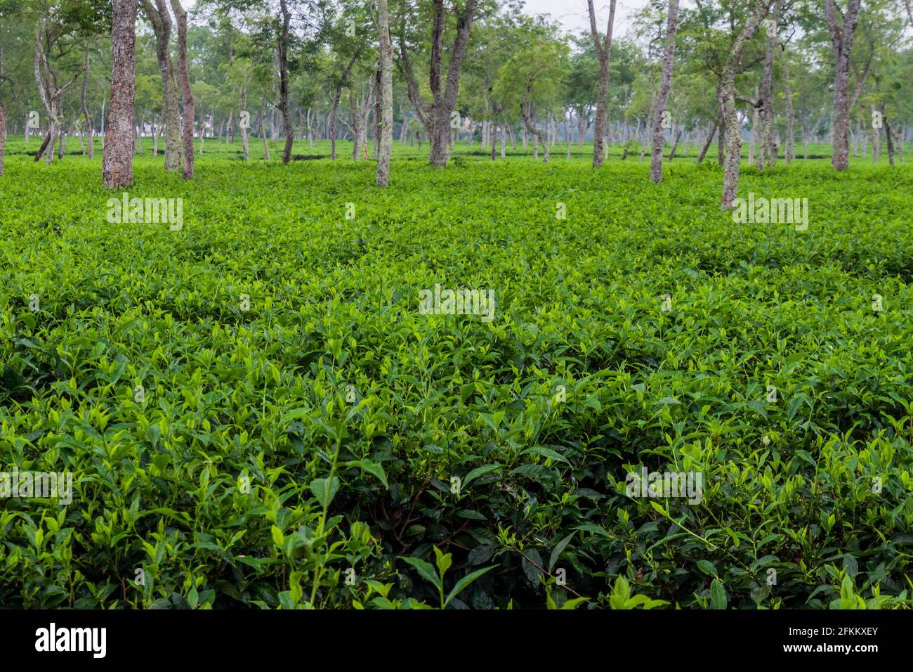 Tea gardens near Srimangal, Bangladesh Stock Photo