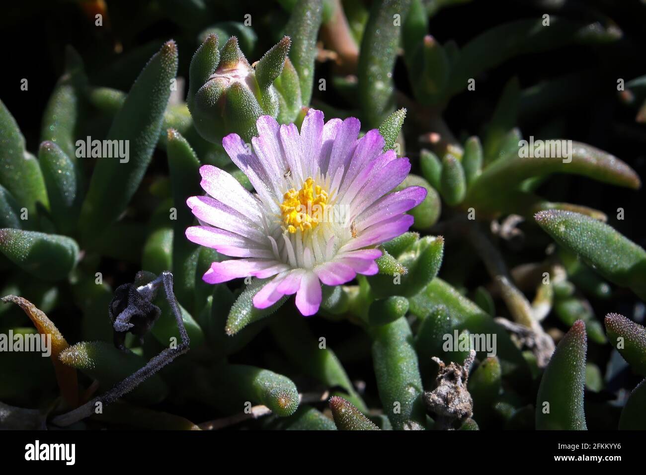 Closeup of the flower on the trailing ice plant Lampranthus Stock Photo